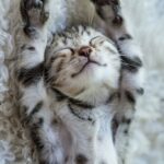 süßes-katzenfoto test alt text